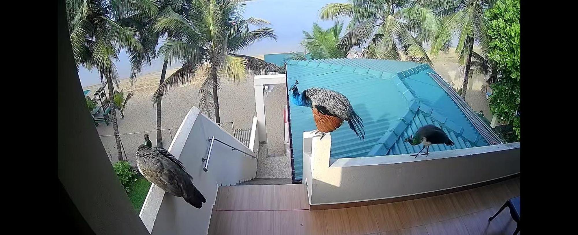 Coral Reef Guest Hotel Beruwala Buitenkant foto